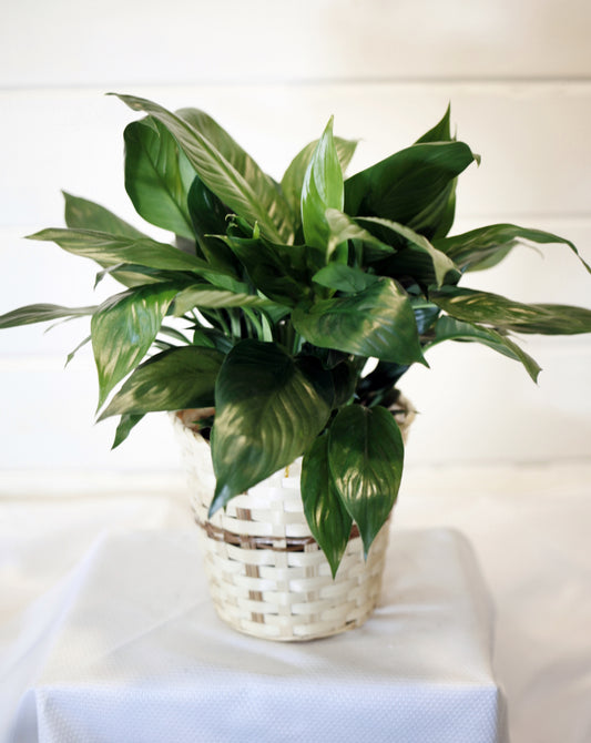 6-inch Peace Lily