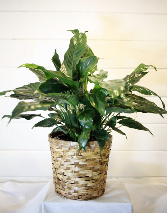 8-inch Peace Lily
